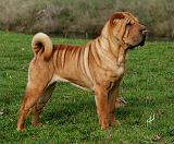 Shar Pei 9Y202D-058